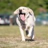 Spyds Labrador
